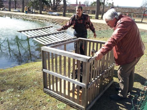 Gulbji atklāj peldēšanas sezonu Cēsīs 22.04.2013