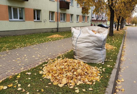 No 11.oktobra Cēsīs lapu savākšanas akcija