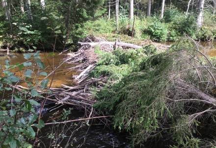 Sāk Gaujas pieteku uzlabošanu taimiņu un strauta foreļu dabiskās atjaunošanās veicināšanai