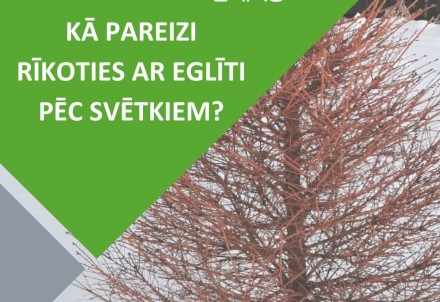 Kā pareizi rīkoties ar eglīti pēc svētkiem?