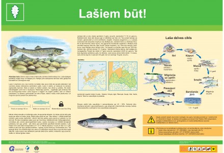 Rūpēsimies par Gaujas lašiem!