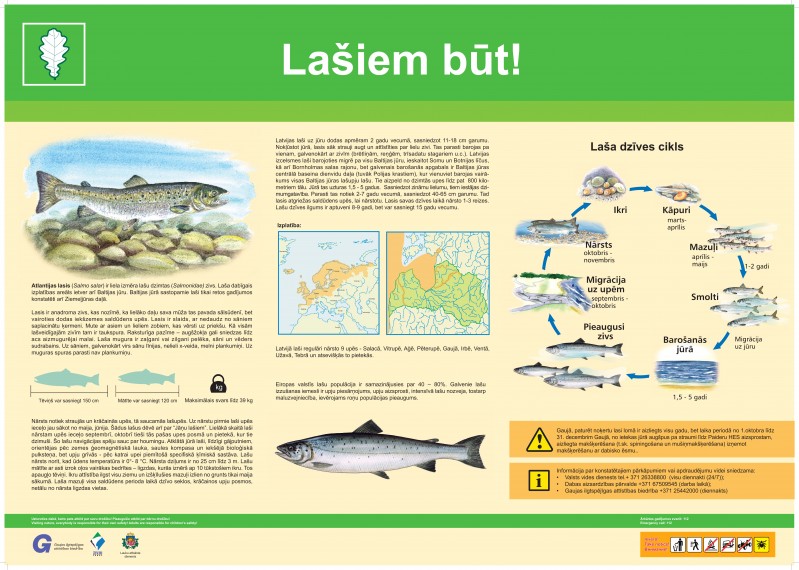 Rūpēsimies par Gaujas lašiem!