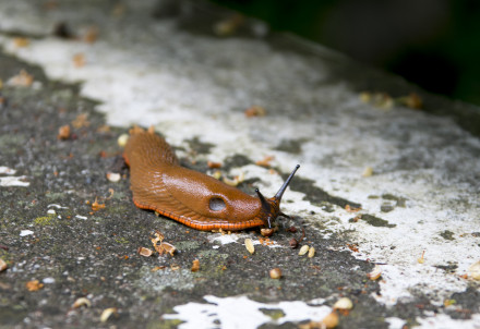 Spānijas kailgliemeži apdraud dārzus arī Cēsu novadā – kā rīkoties?