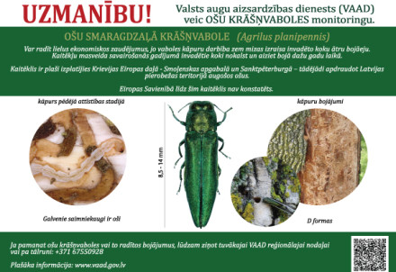 Notiek ošu kaitēkļa monitorings Cēsu novadā