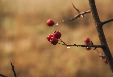 Nedēļas nogales pasākumi Cēsu novadā 30.10. – 02.11.