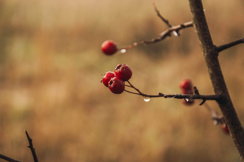 Nedēļas nogales pasākumi Cēsu novadā 30.10. – 02.11.