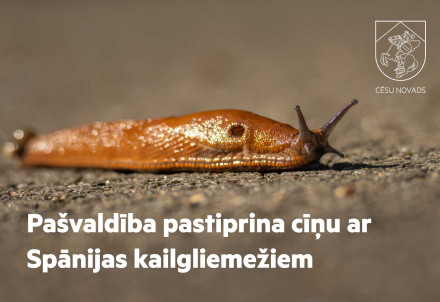Pašvaldība pastiprina Spānijas kailgliemežu invāzijas apkarošanu Cēsu novadā