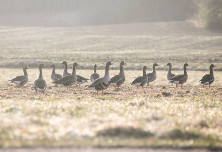 Nedēļas nogales pasākumi Cēsu novadā 24.04. – 26.04.